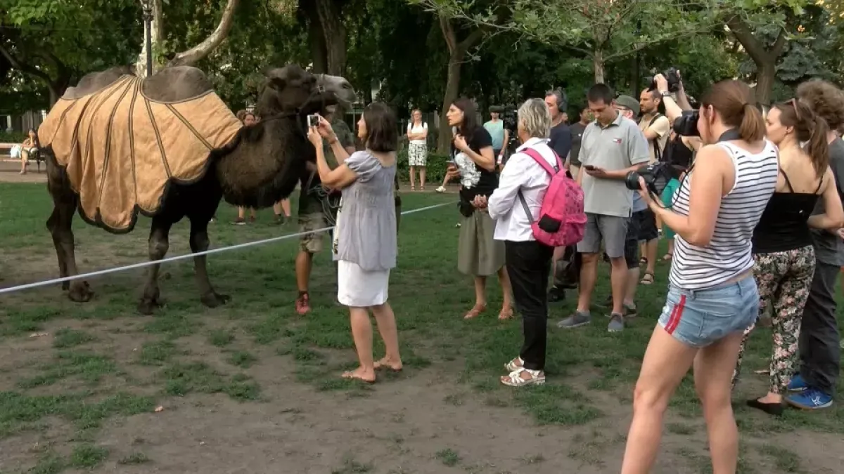 hungarian-farmers-use-camels-to-protest-climate-change-impact