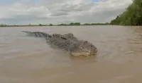 Tourist Vanishes in Crocodile-Infested Australian River