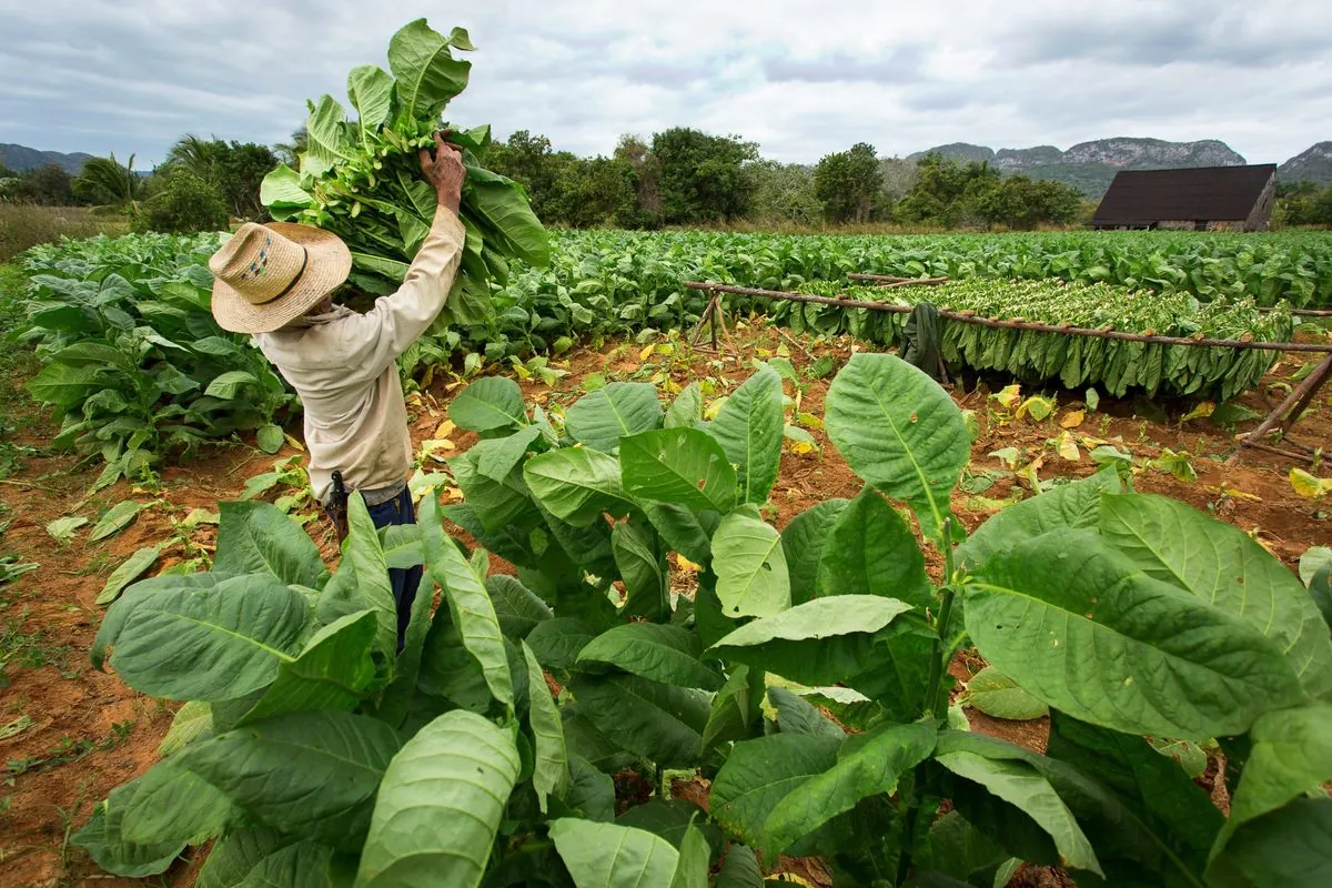 U.S. Sanctions Paraguayan Tobacco Firm Linked to Ex-President