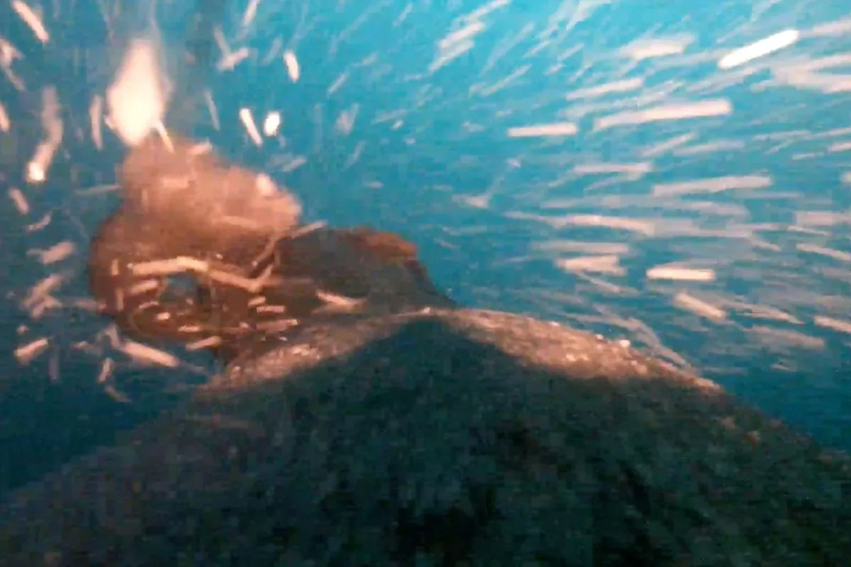 sea-lions-turn-videographers-unveiling-unmapped-ocean-floors