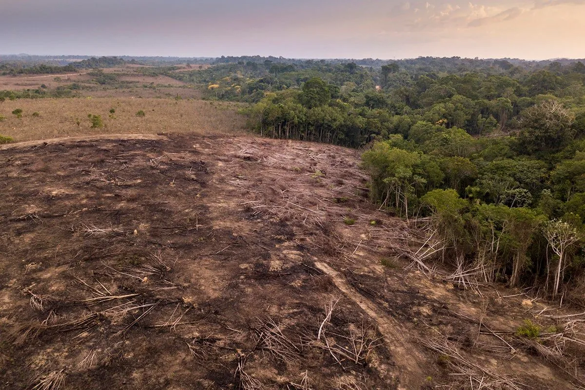 Brazil's Amazon Deforestation Rises Amid Environmental Workers' Strike