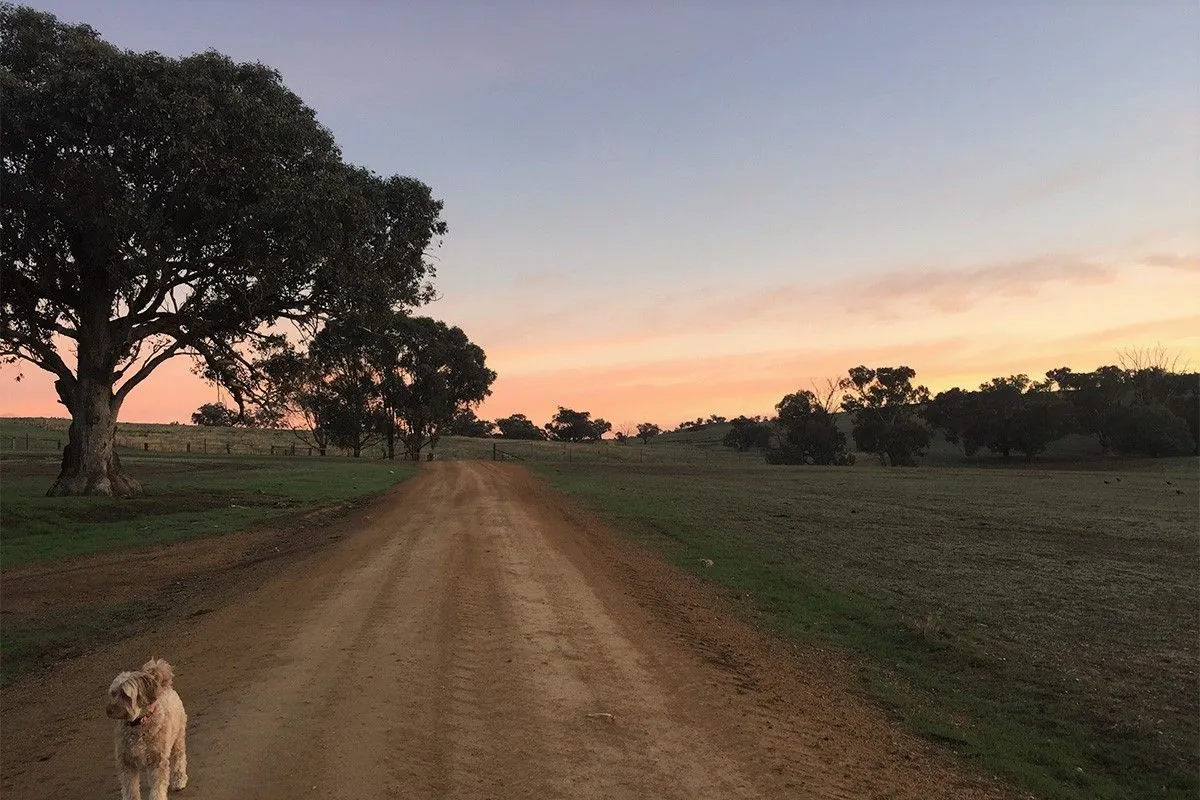 australian-giants-invest-millions-in-carbon-credits-reforestation-fund