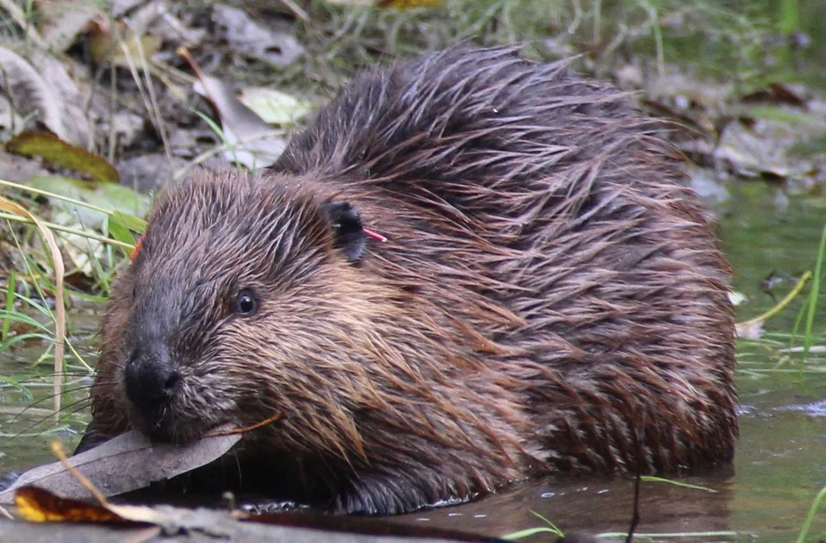 urban-london-welcomes-first-beaver-births-in-four-centuries