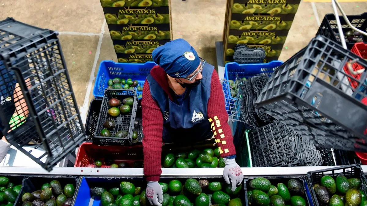 Massive Meth Haul Concealed in Celery Seized at Atlanta Farmers Market