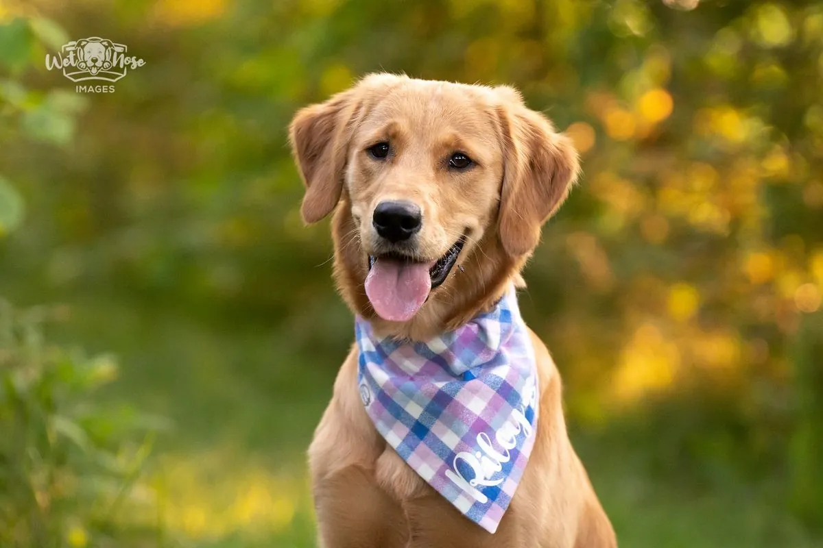 stray-labs-heartwarming-journey-from-chasing-pup-bus-to-finding-forever-home