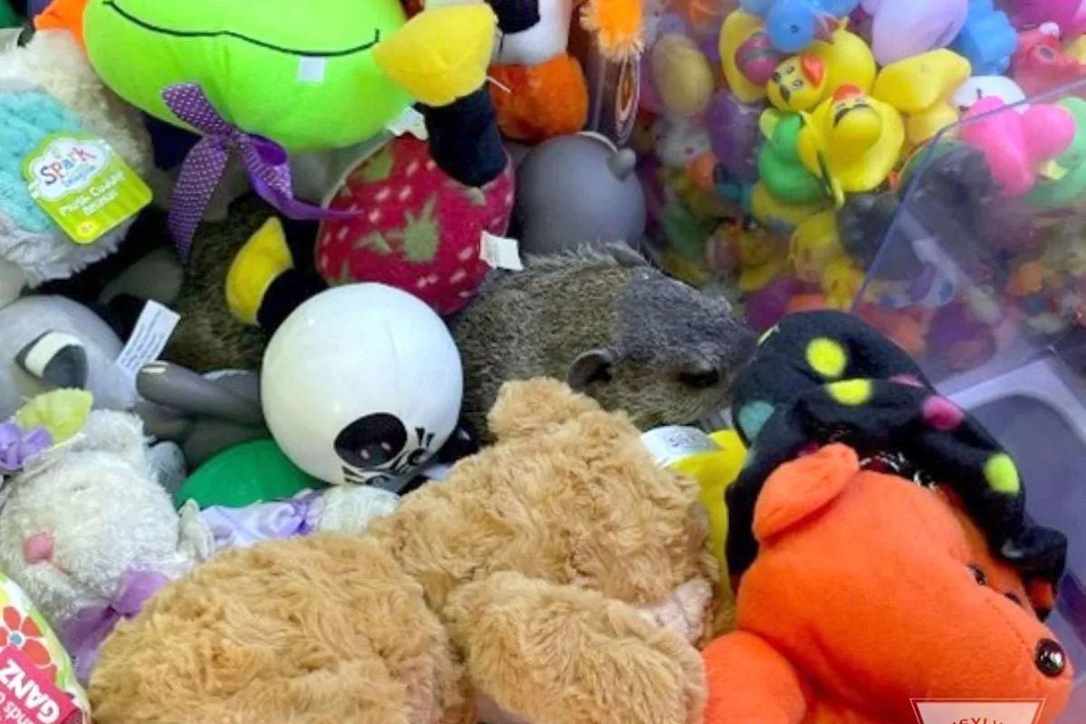 Groundhog Surprises Arcade Players in Pennsylvania Claw Machine