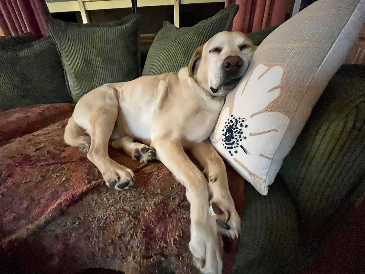 Laid-back Labrador Finds Forever Home After "Boring" Label