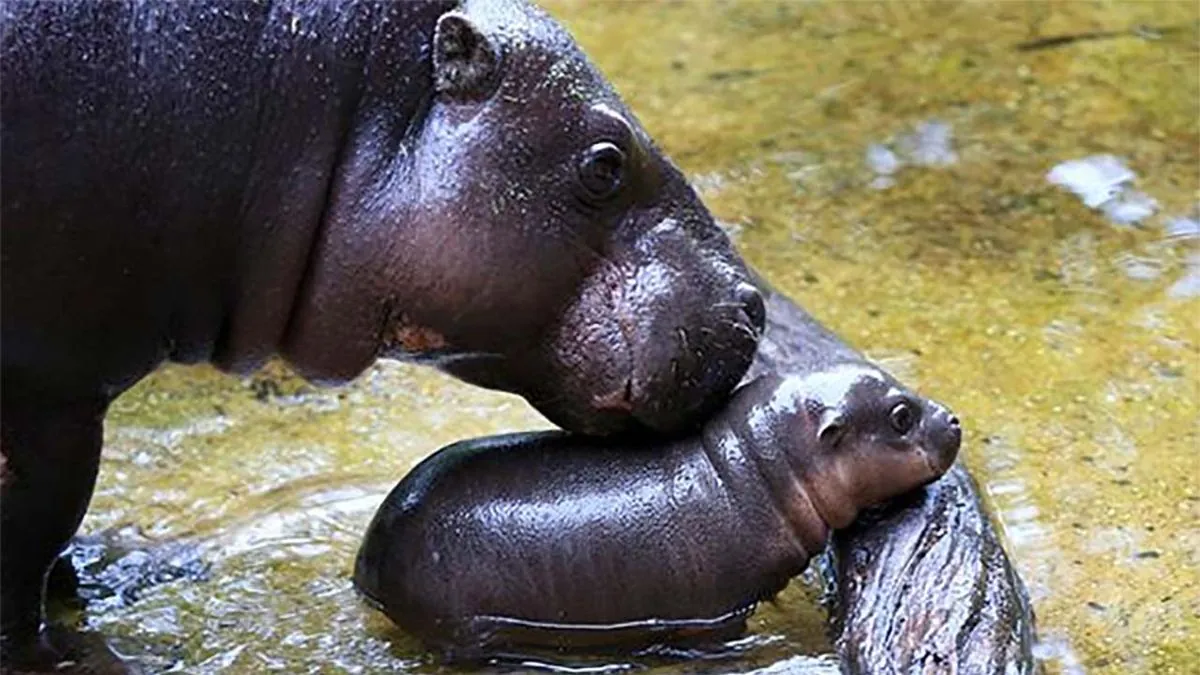 Berlin Zoo Welcomes Toni: New Pygmy Hippo Named After Soccer Star