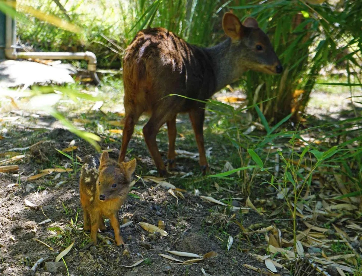 tiny-south-american-deer-makes-big-debut-at-queens-zoo