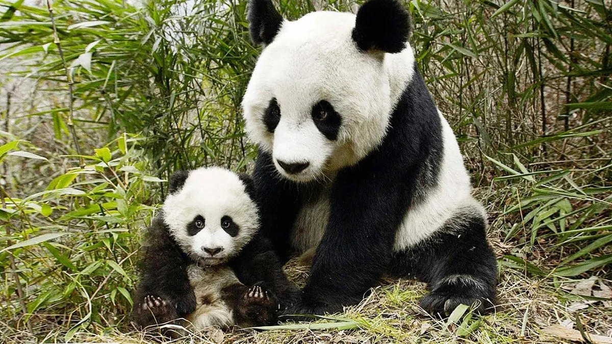 Hong Kong Celebrates Birth of First Local Panda Twins