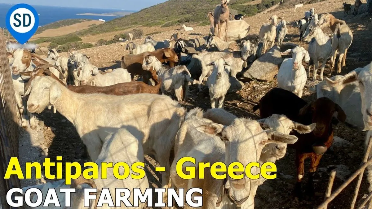 greece-eases-restrictions-on-sheep-and-goat-transport-amid-goat-plague-outbreak