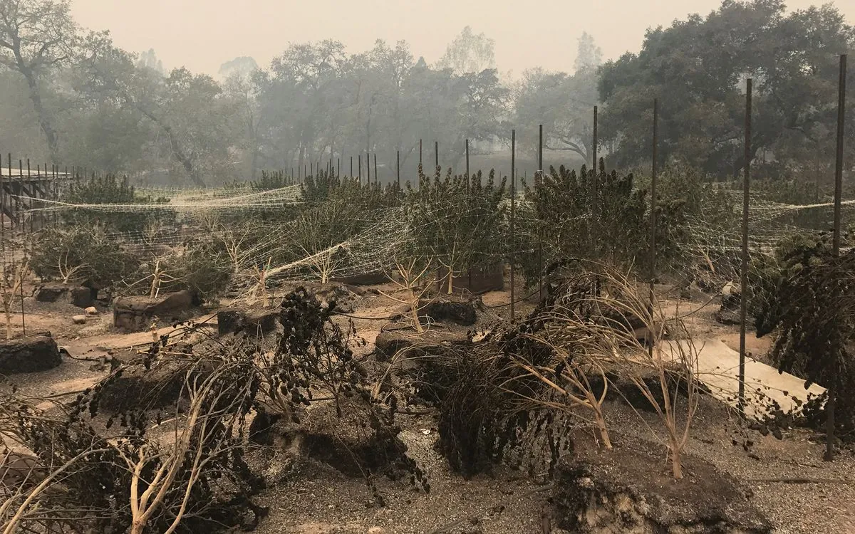 California Cannabis Farmers Face Exodus Amid Wildfires and Market Pressures