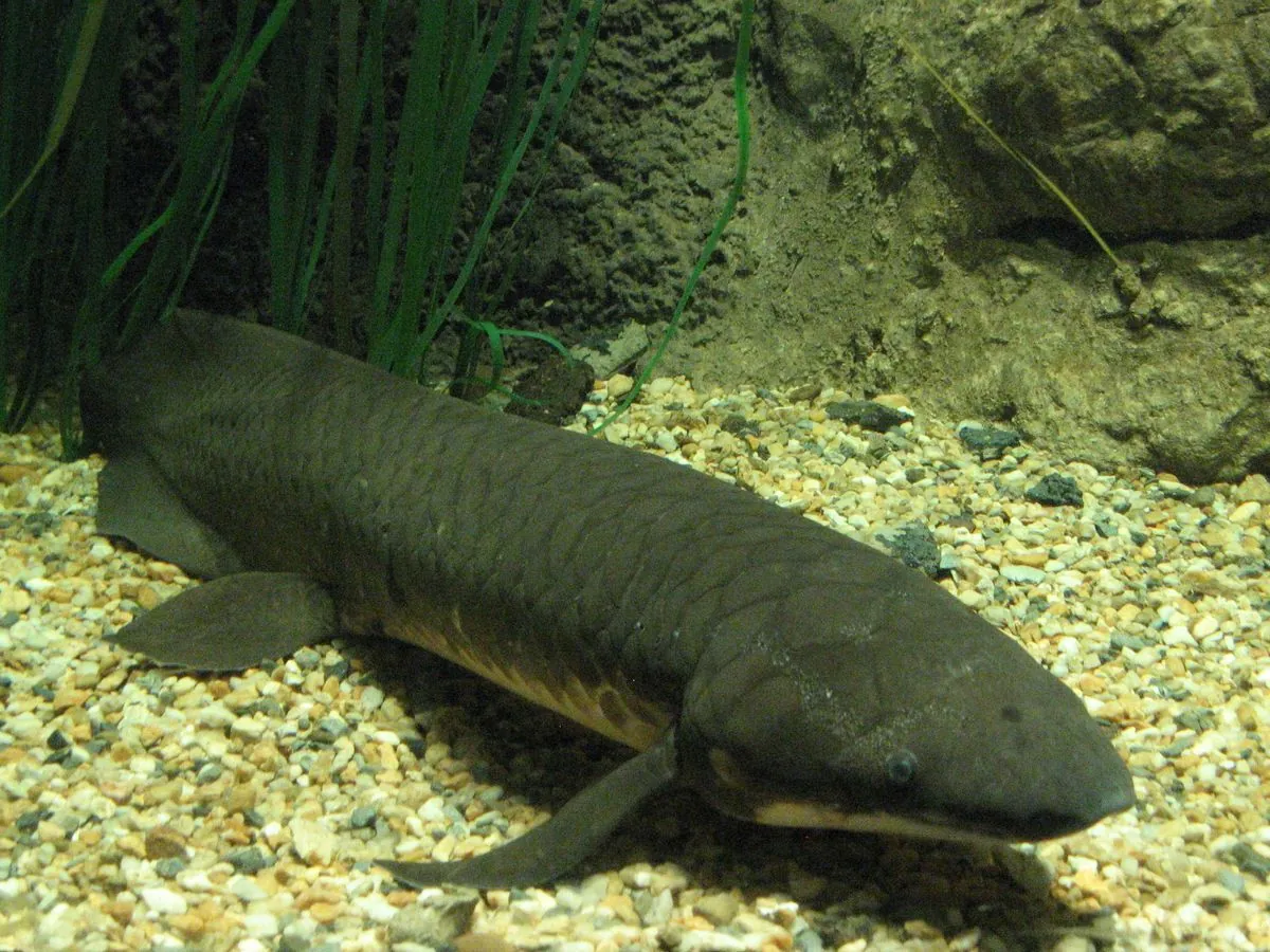 South American Lungfish: Living Fossil with Earth's Largest Animal Genome