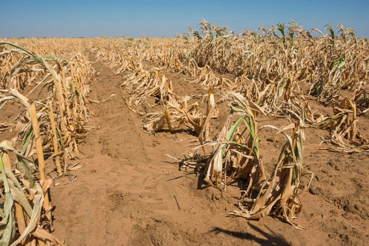 drought-crisis-grips-southern-africa-affecting-68-million-people