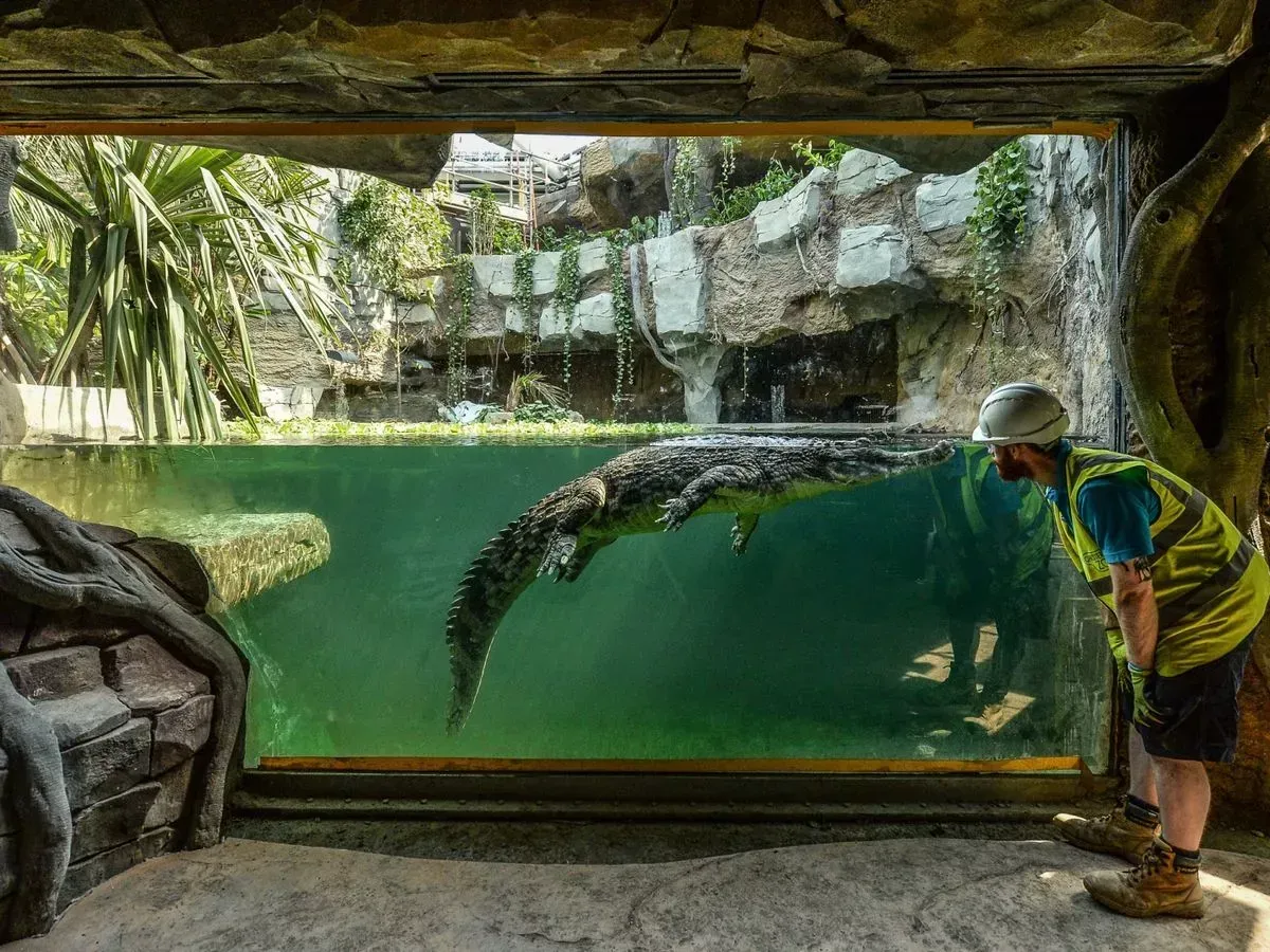 Zookeeper Critically Injured in Jerusalem Crocodile Attack