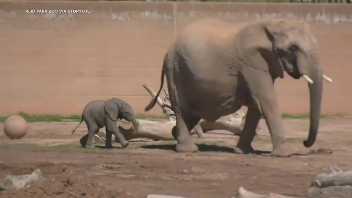 historic-elephant-birth-at-fresno-zoo-sparks-debate-on-captive-breeding