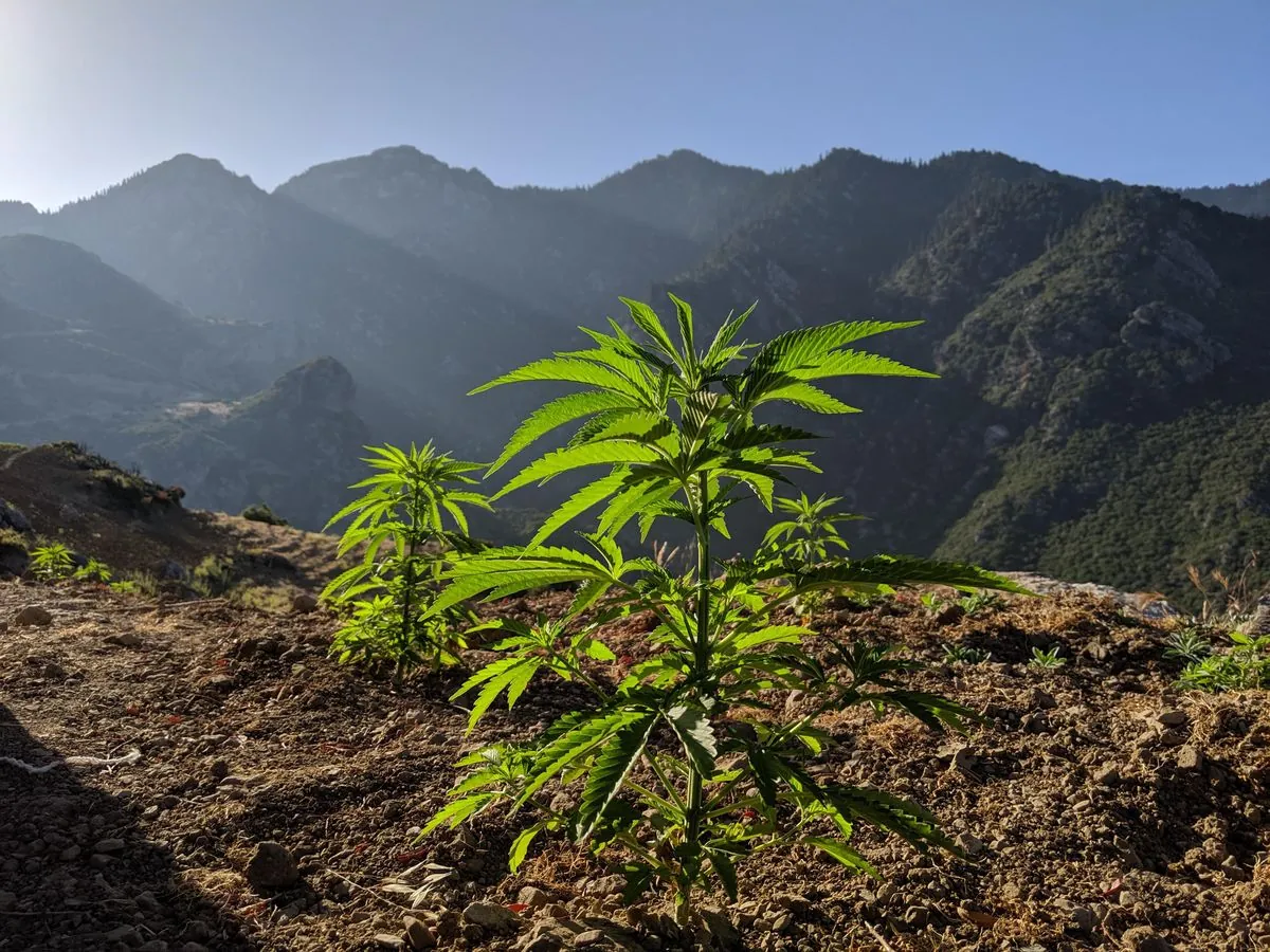 Morocco's Royal Pardon Boosts Legal Cannabis Industry