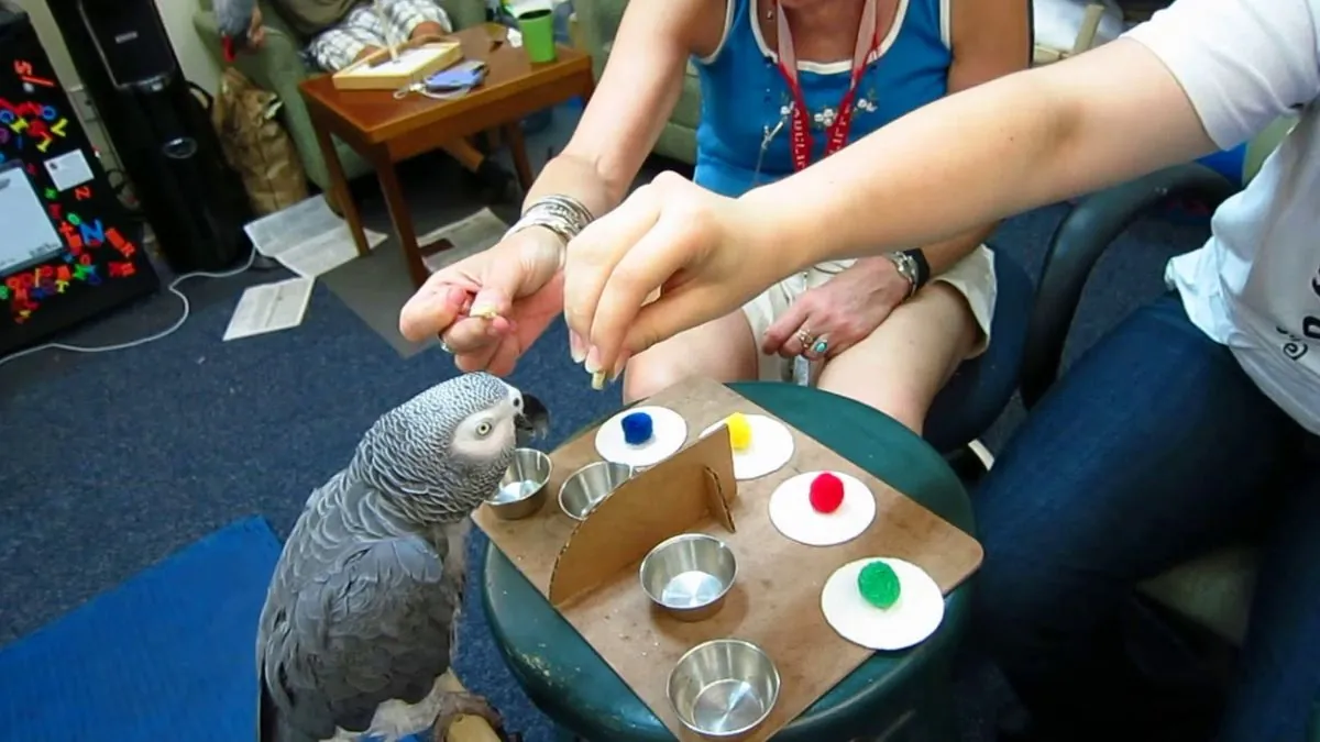 Viral African Gray Parrot Apollo Showcases Remarkable Cognitive Abilities