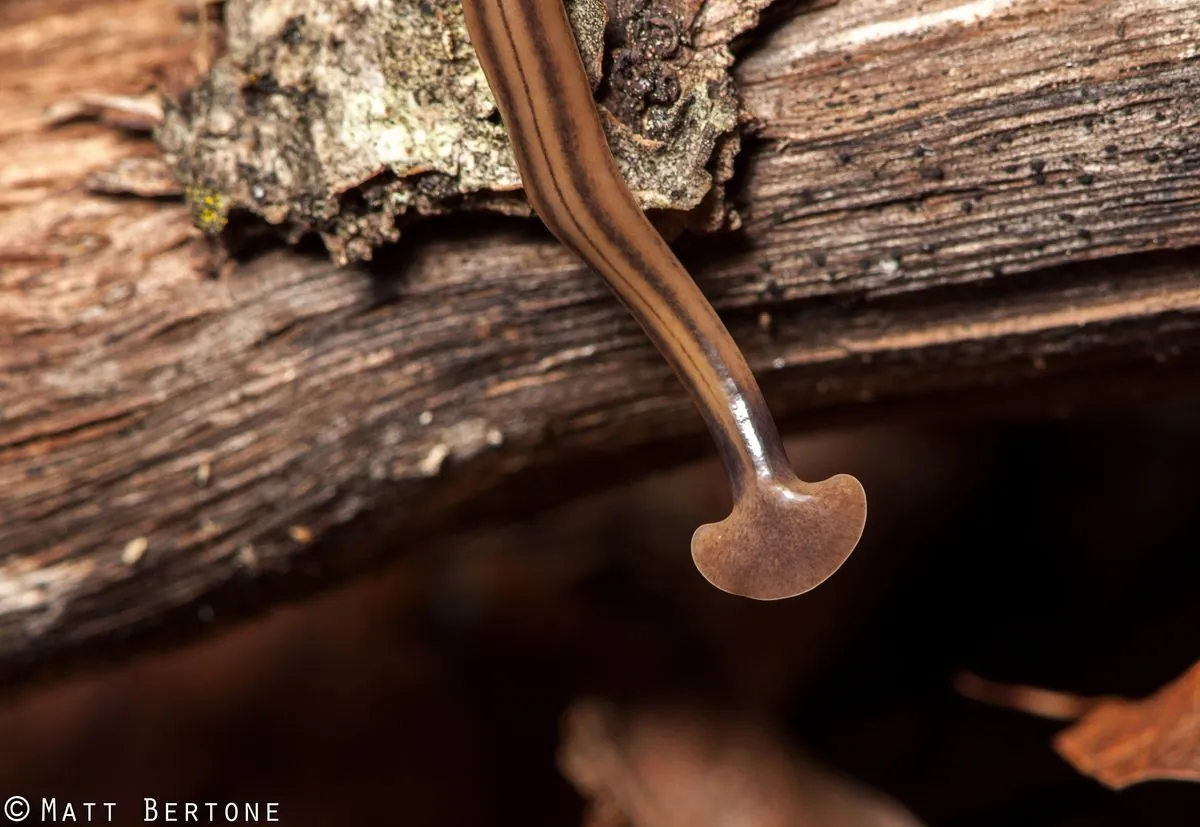 Invasive Hammerhead Worms: A Growing Threat to Garden Ecosystems