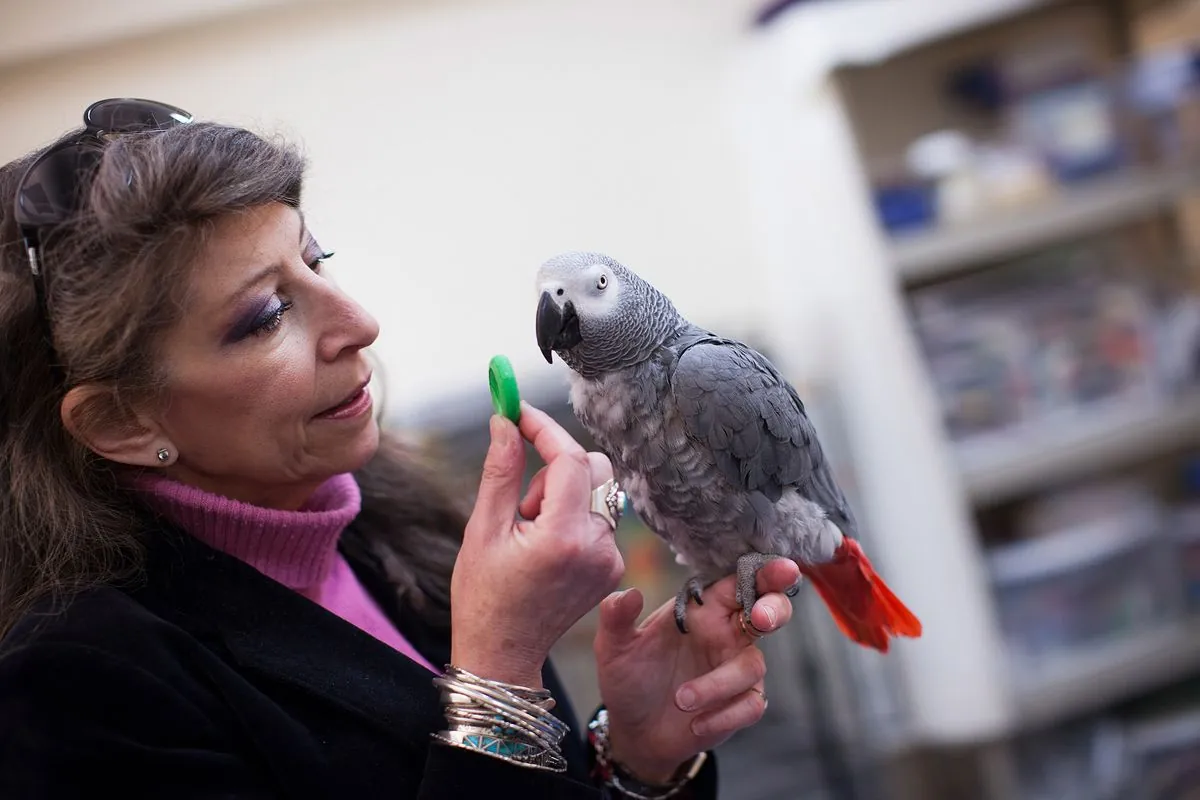 Apollo: The Social Media Sensation Parrot with Human-Like Intelligence