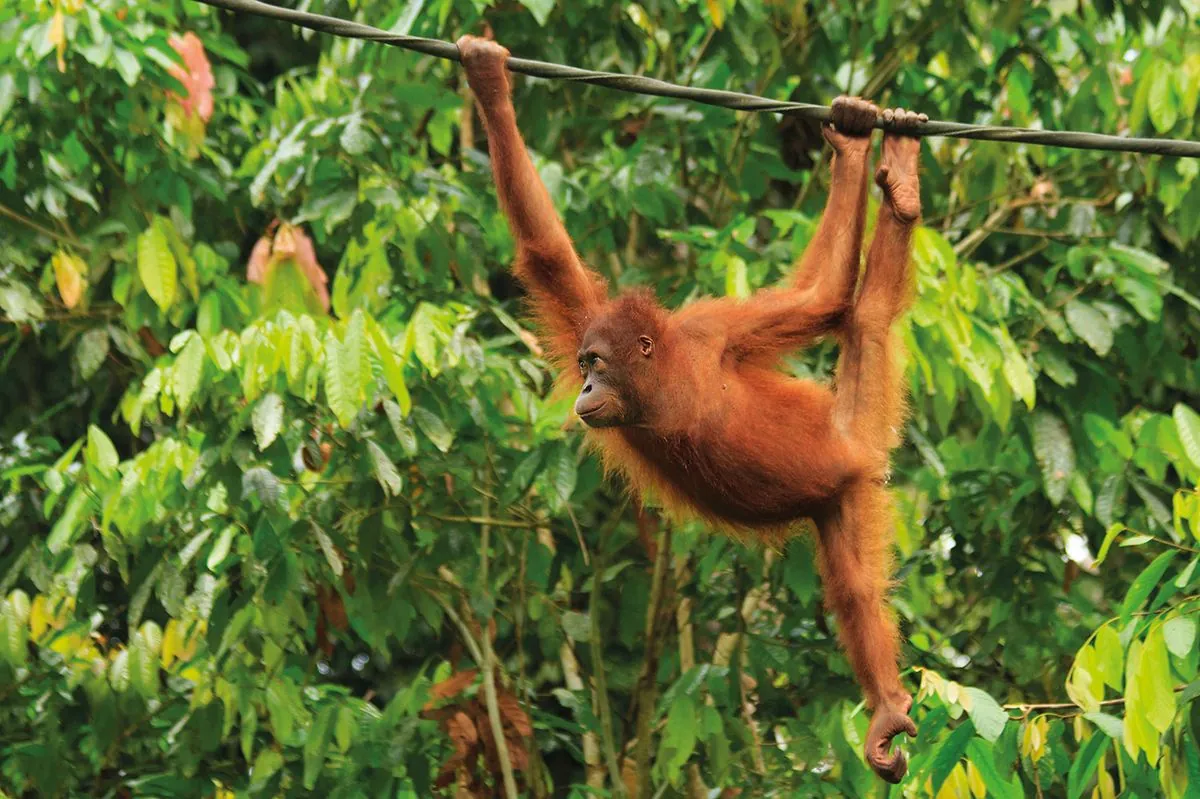 Malaysia Offers Tax Relief for Orangutan Conservation Donations