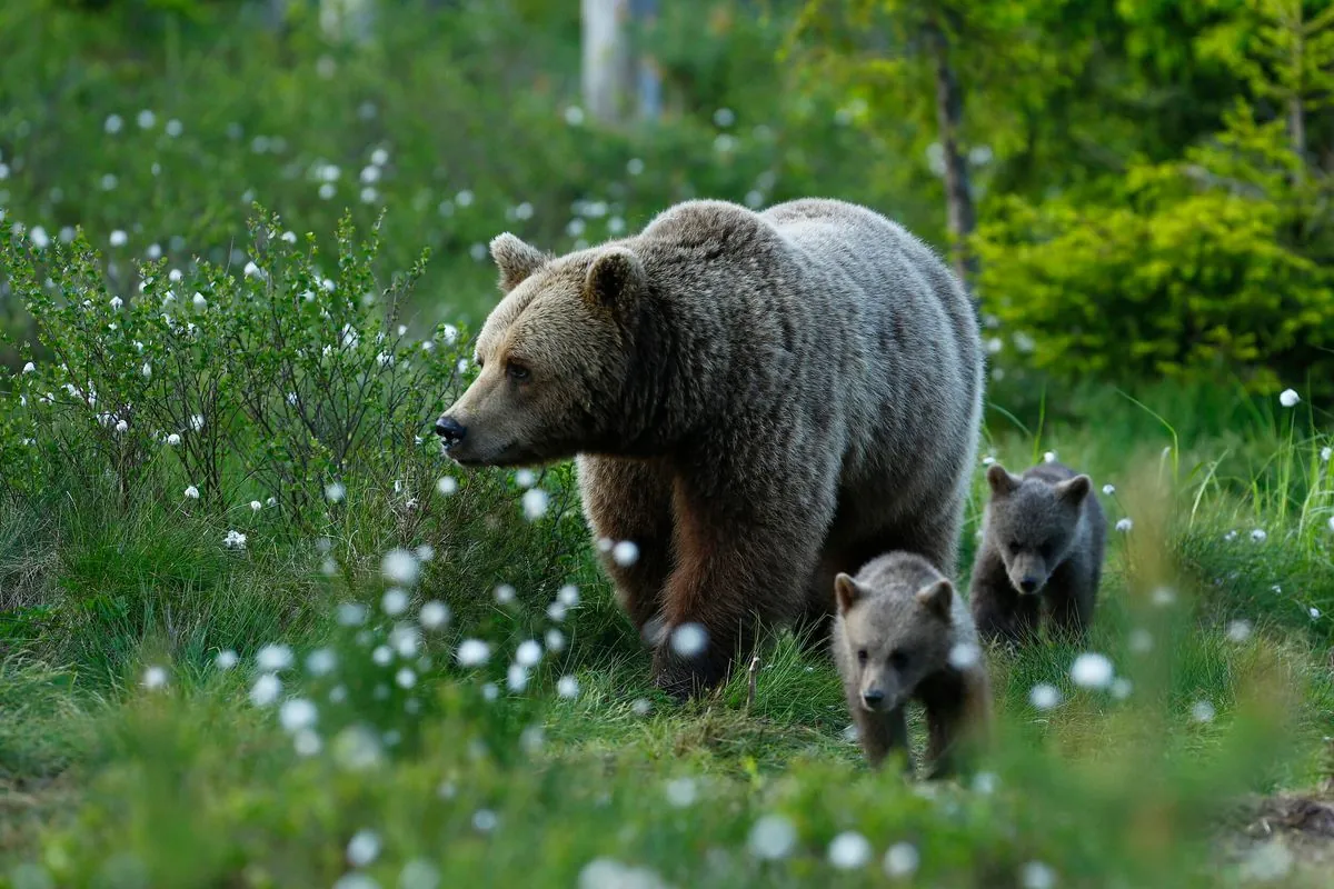 Sweden's Brown Bear Hunt Sparks Conservation Debate