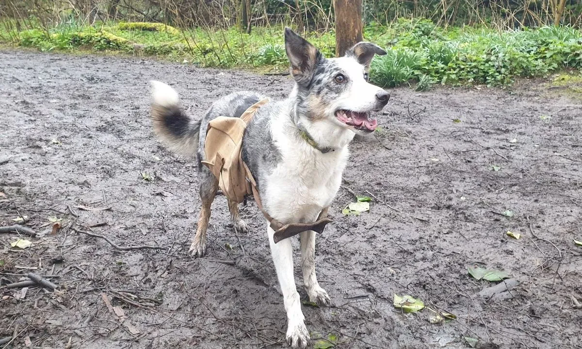 Dogs Turn Seed Spreaders in Innovative Lewes Nature Reserve Project