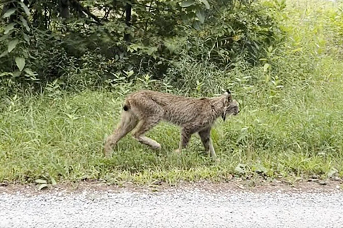 rare-canada-lynx-sighting-in-southern-vermont-excites-wildlife-experts