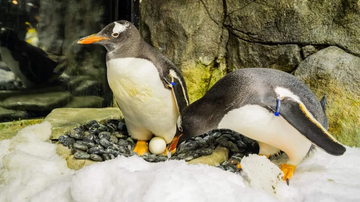 Sydney's Beloved Gay Penguin Sphen Passes Away, Partner Magic Mourns