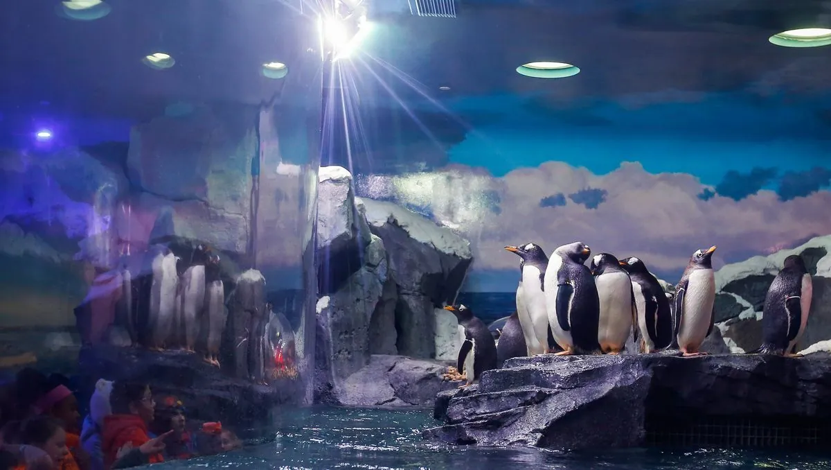 beloved-same-sex-penguin-couples-journey-ends-at-sydney-aquarium