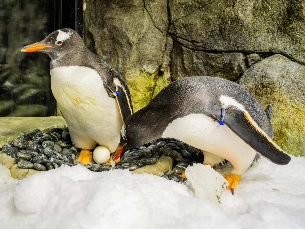 beloved-same-sex-penguin-sphen-passes-away-at-sydney-aquarium