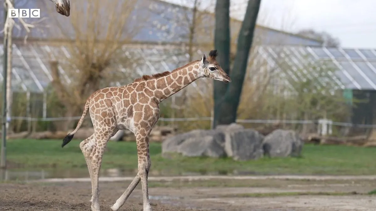 berlin-zoo-welcomes-rare-rothschilds-giraffe-calves-with-unique-names