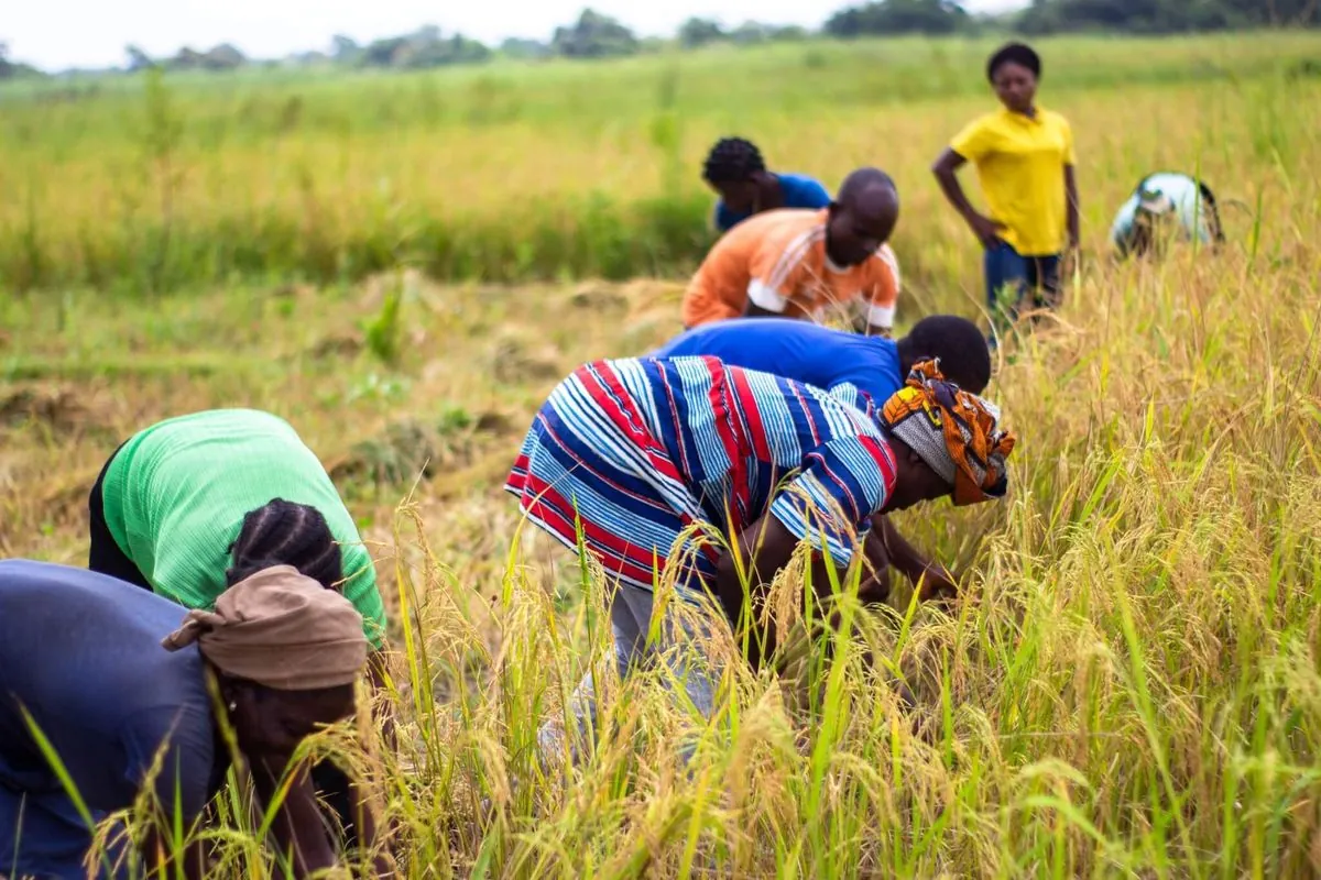 Deadly Attack on Farmers Highlights Ongoing Conflict in Central Nigeria