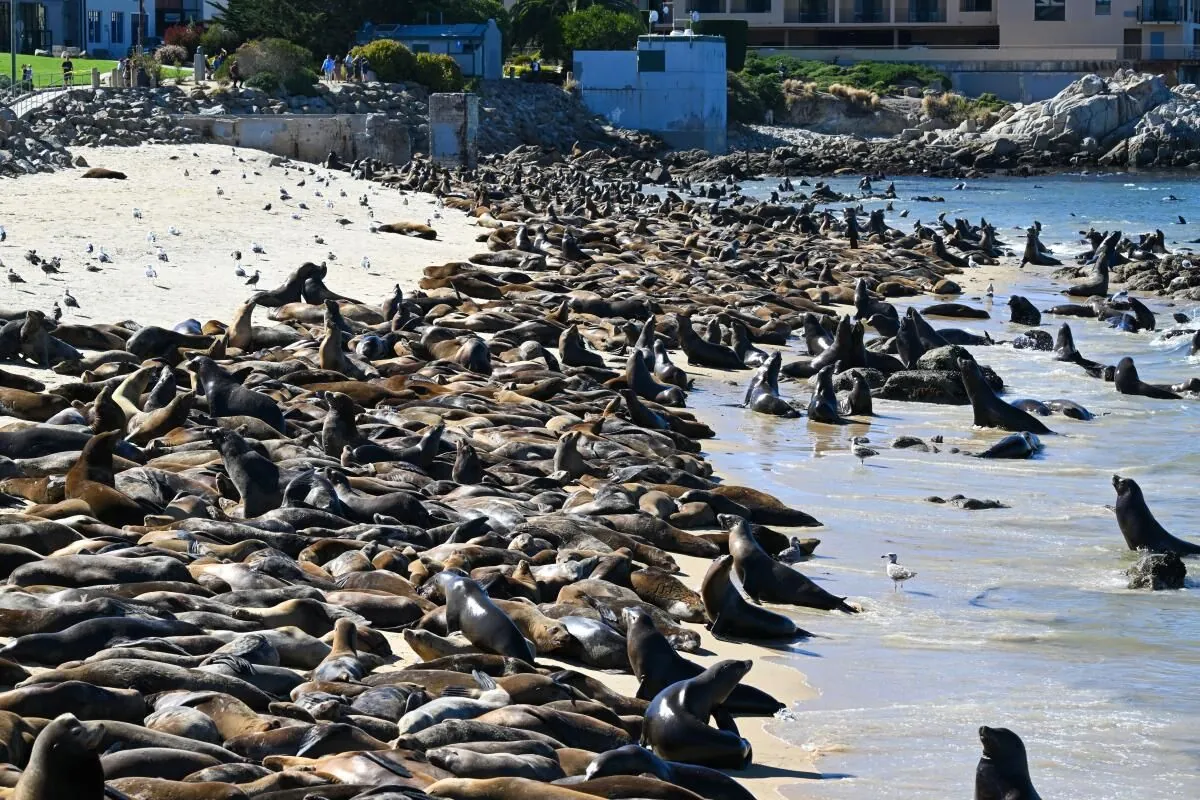 Monterey Beach Closed as Hundreds of Sea Lions Take Over