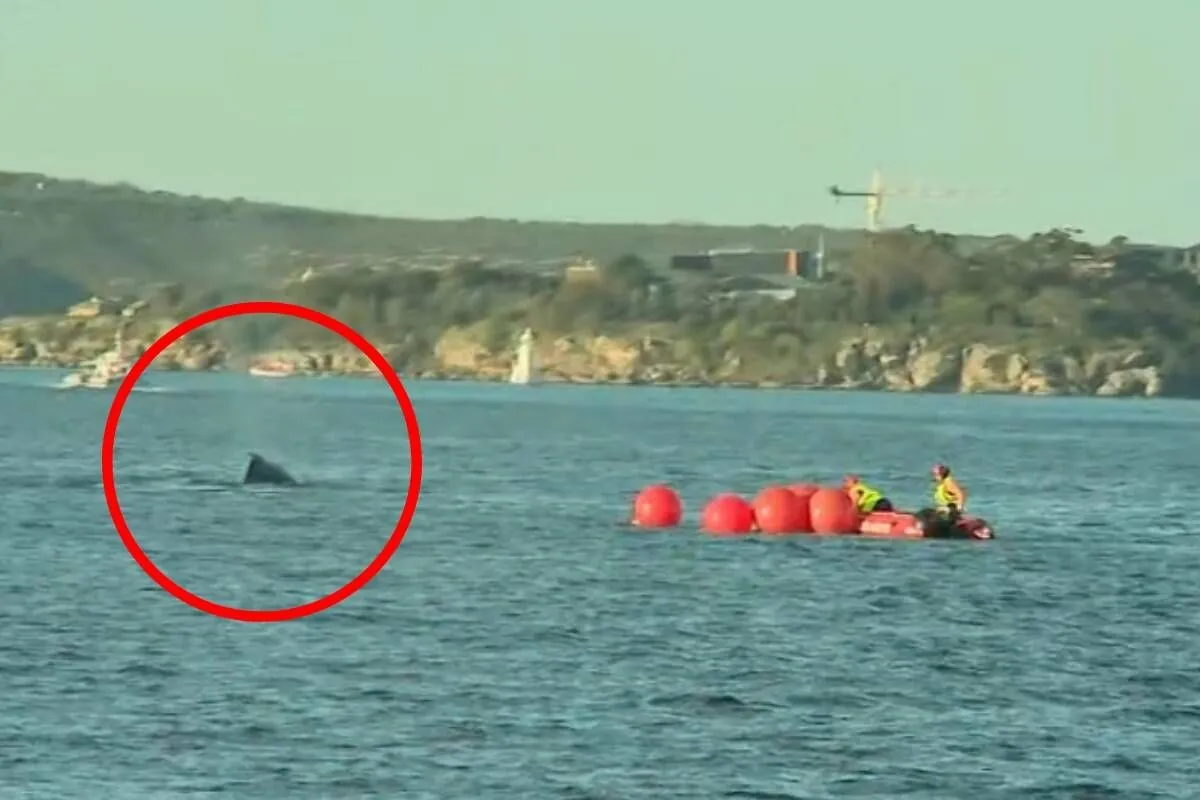 young-humpback-whale-freed-after-24-hour-rescue-in-sydney-harbor