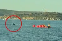 Young Humpback Whale Freed After 24-Hour Rescue in Sydney Harbor