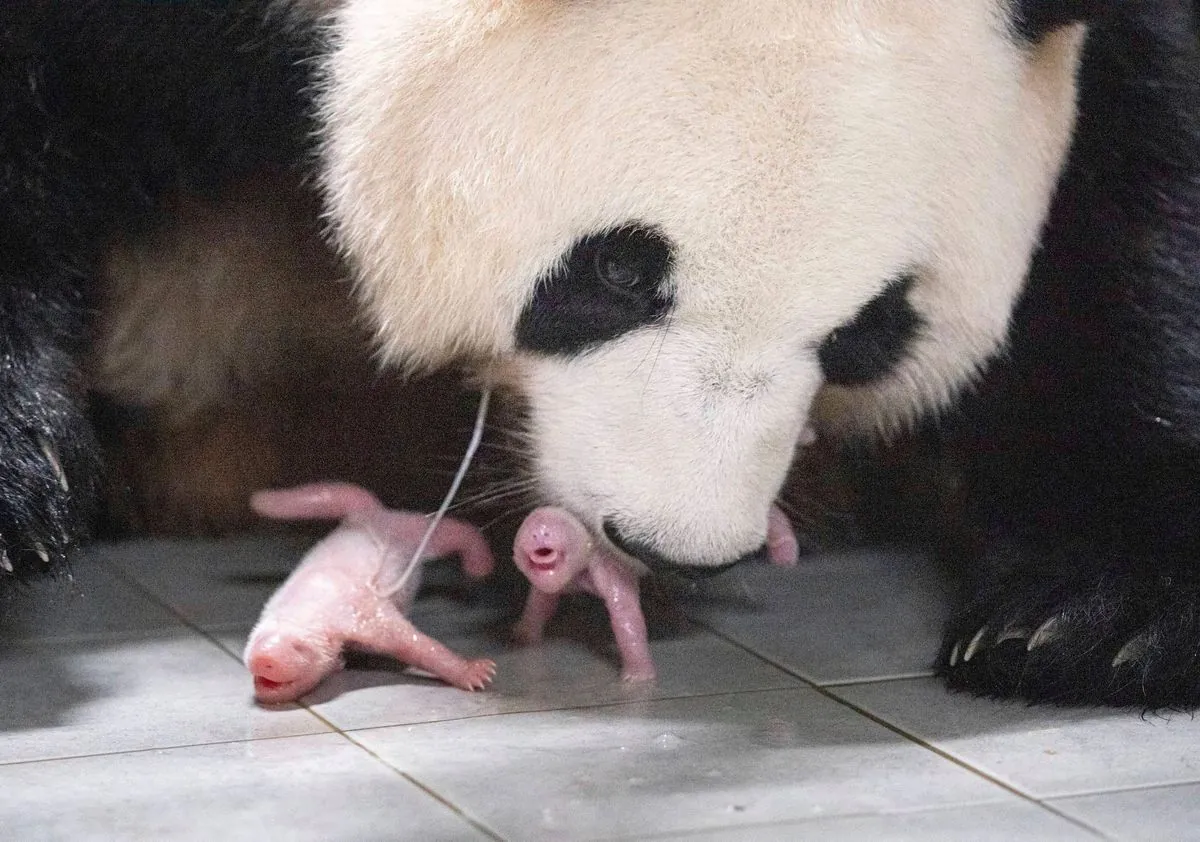 Berlin Zoo Celebrates Birth of Giant Panda Twins, Again