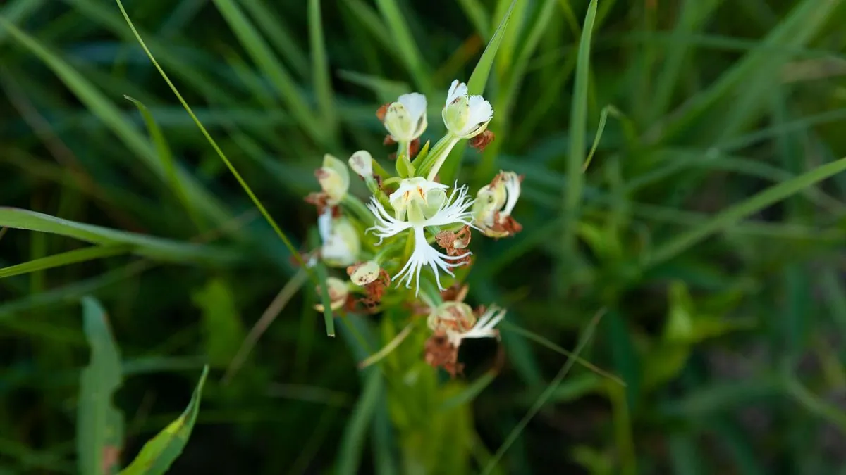 elusive-prairie-orchid-sparks-scientific-quest-in-north-dakota