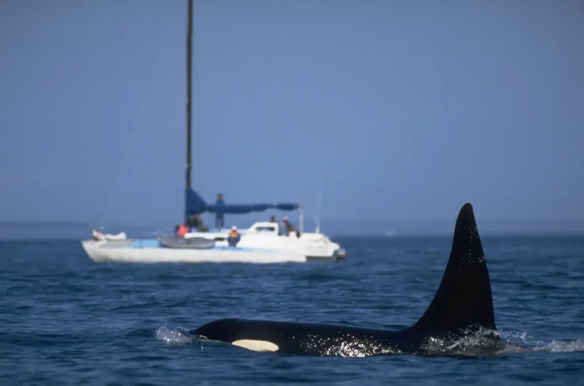 Orca Pod Damages Sailboat off Spanish Coast, Crew Member Injured