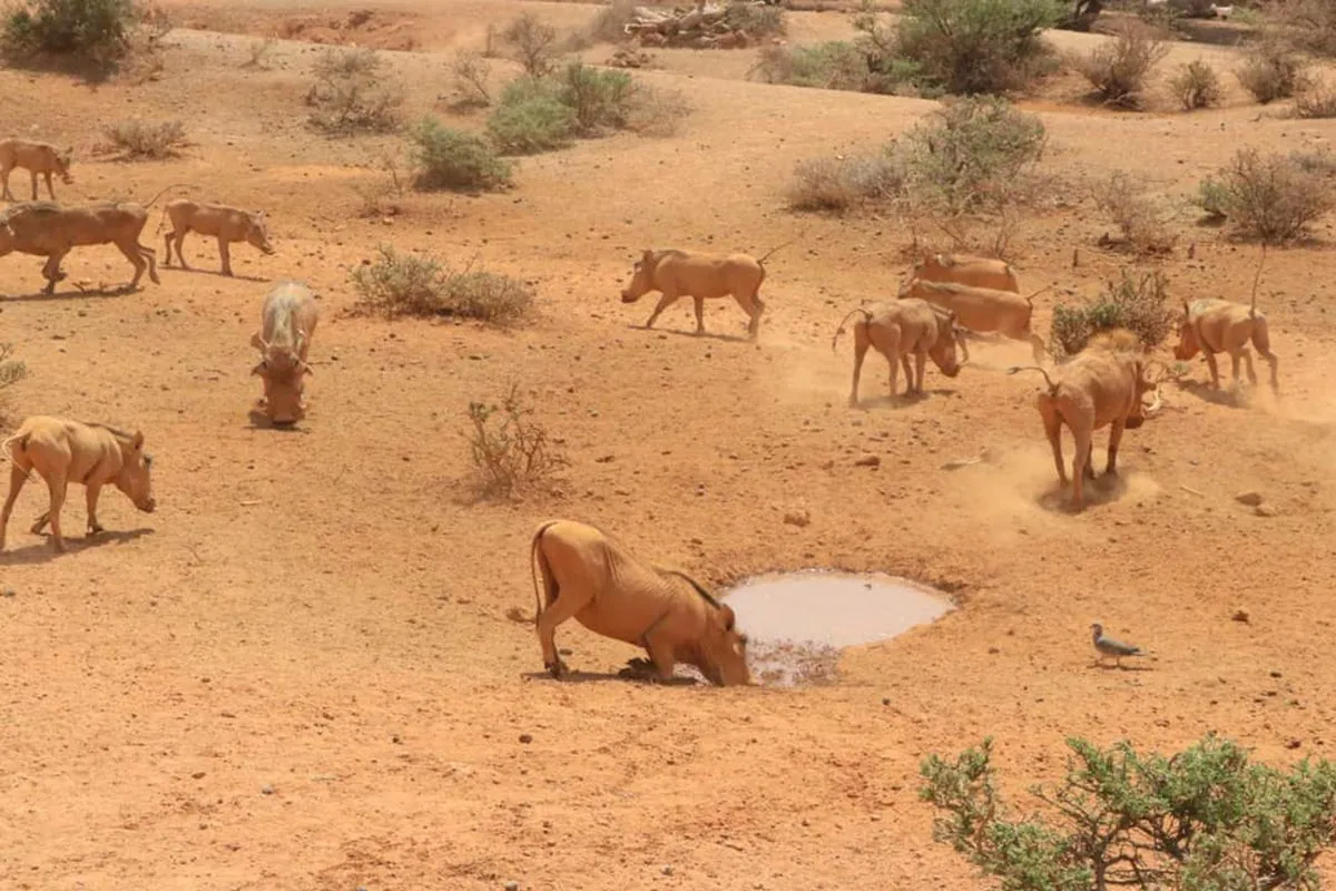 Namibia to Cull Hundreds of Animals Amid Severe Drought Crisis