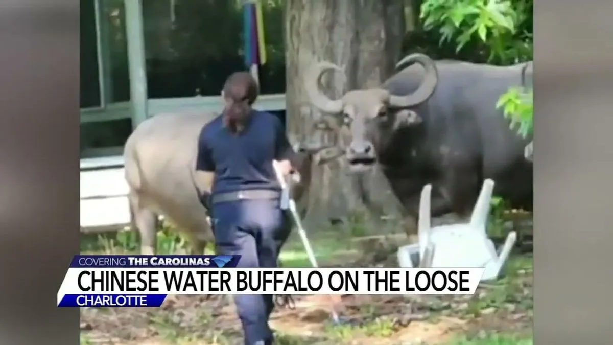 Aggressive Water Buffalo Eludes Capture in Iowa Town