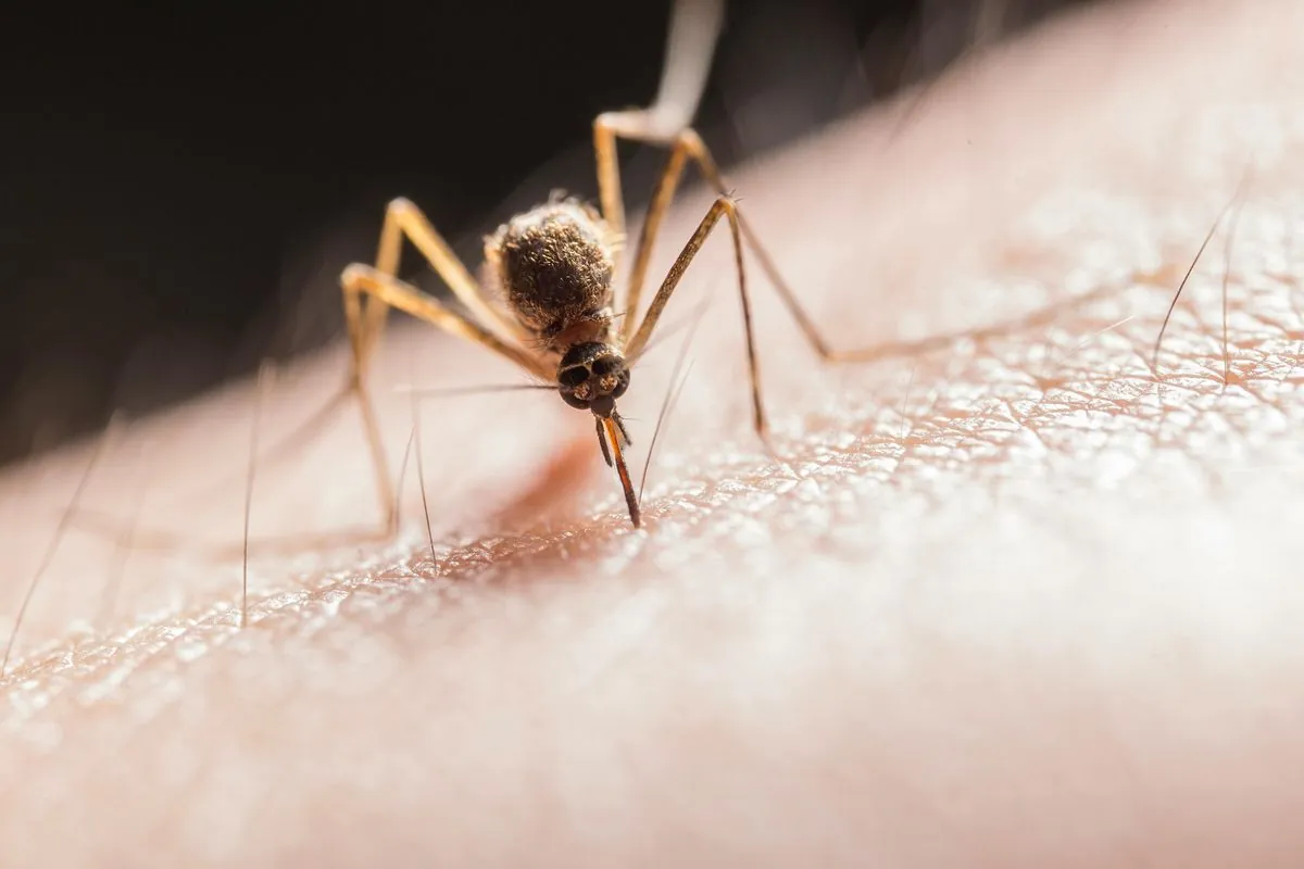 deadly-mosquito-borne-brain-infection-resurfaces-in-new-hampshire