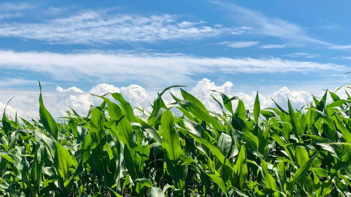 Climate Change and Agriculture Intensify Midwest's 'Corn Sweat' Phenomenon