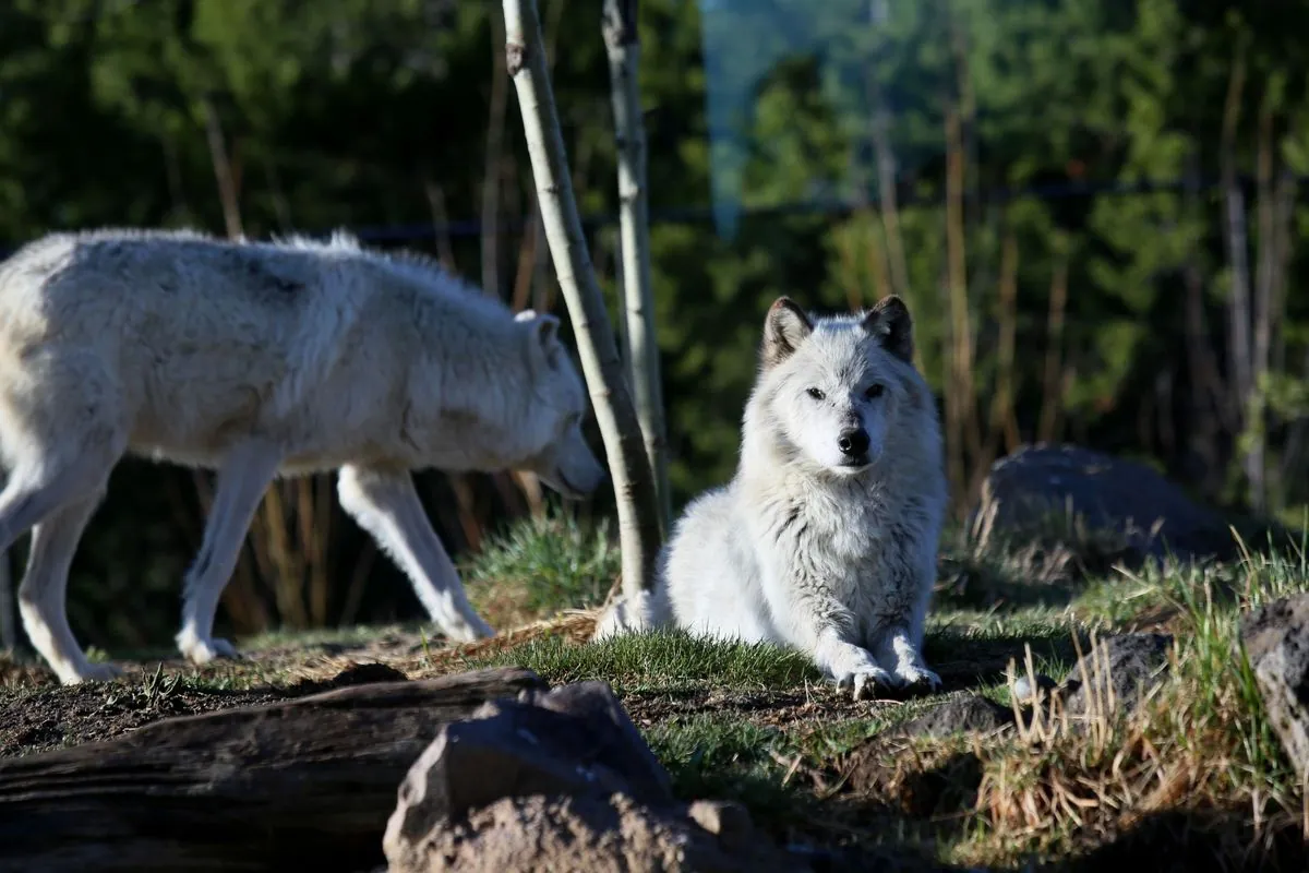 Colorado's Wolf Reintroduction Hits Snag as First Pack Faces Relocation