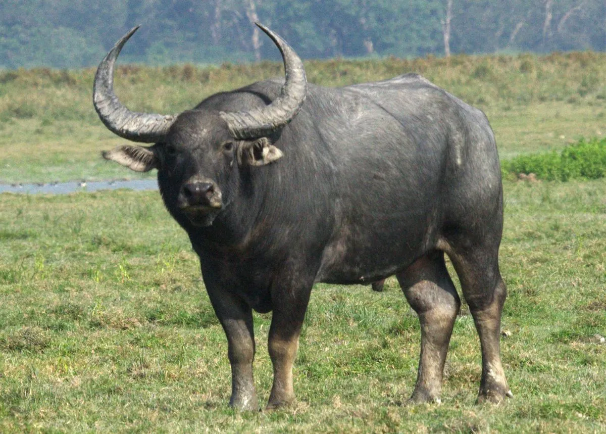 Escaped Water Buffalo Found in Des Moines After Days-Long Search