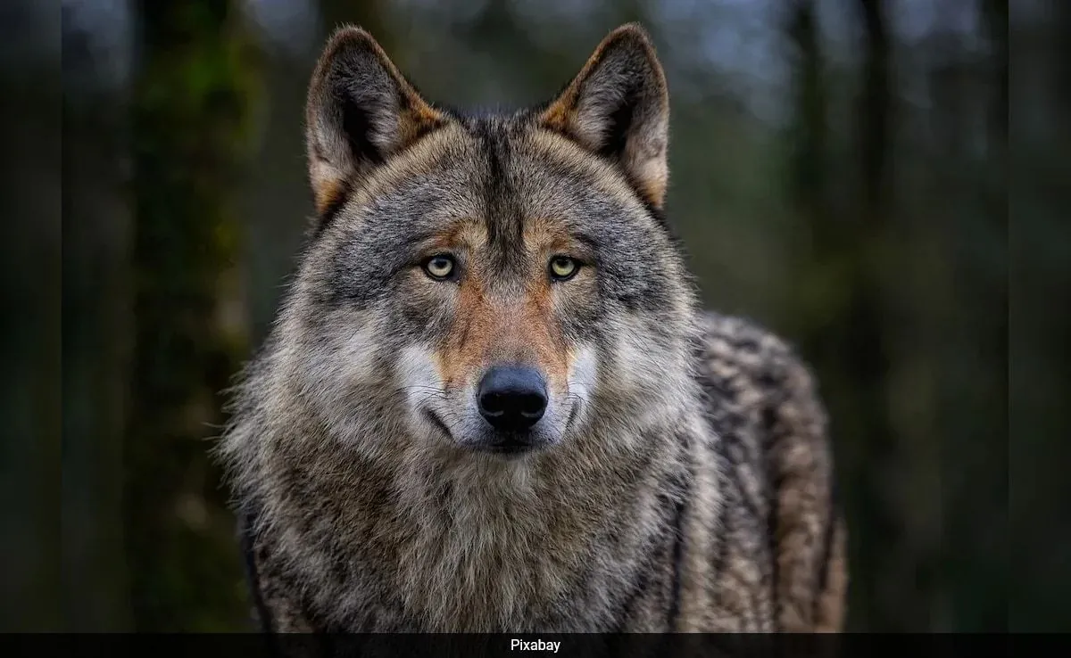 wolf-captured-in-uttar-pradesh-after-fatal-attacks-on-villagers