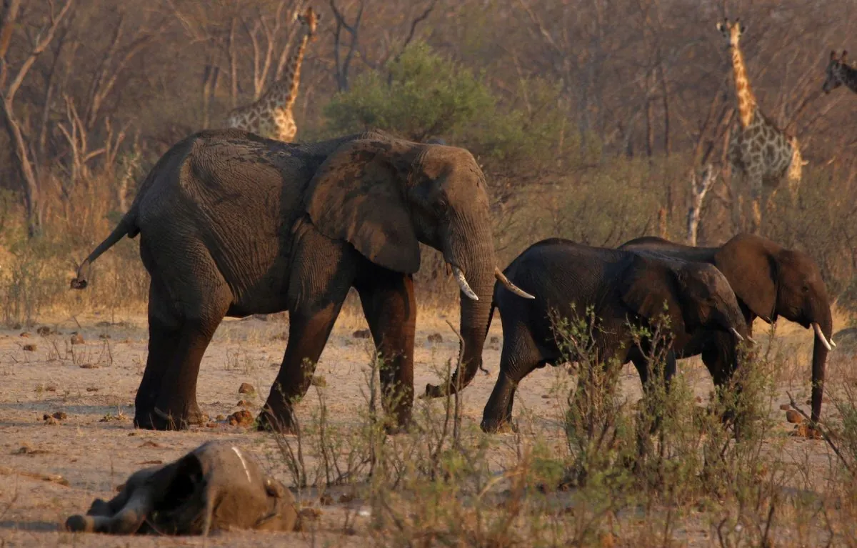 Namibia's Drought Crisis: Wildlife Culling Plan Aims to Feed Nation