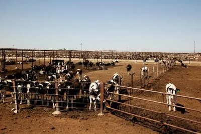 USDA Probes Potential Bird Flu Cases in California Dairy Cattle