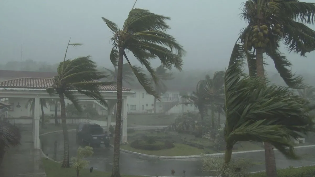 Resilient Palm Tree "Yasshi" Captivates Millions During Typhoon Shanshan