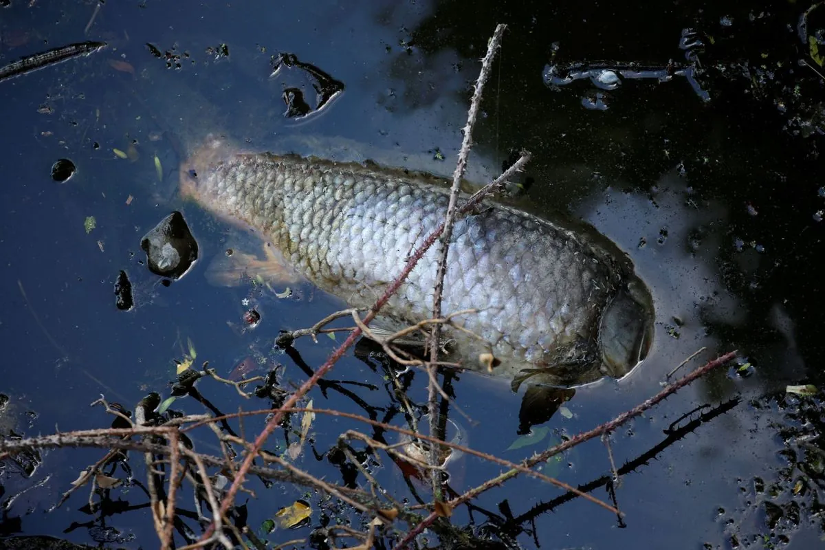 massive-fish-die-off-plagues-greek-city-of-volos-after-2023-floods